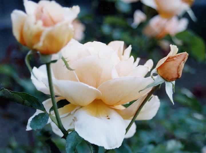 (44) rose.jpg